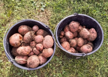 Kartoffelernte im Schulgarten